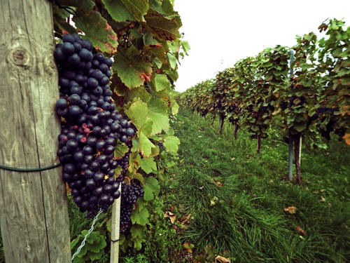 Kistermelőket, falusi piacokat és a borászatokat is támogatja az agrártárca